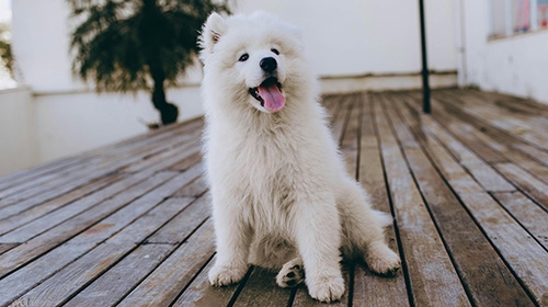 大型犬飼養指南-5種適合新手的大狗-大型幼犬狗糧注意事項-西摩-薩摩耶犬-Samoyed